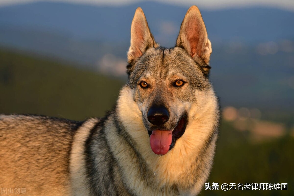 偷狗被咬死主人需要负责任吗,被狗咬死狗主人要担责吗