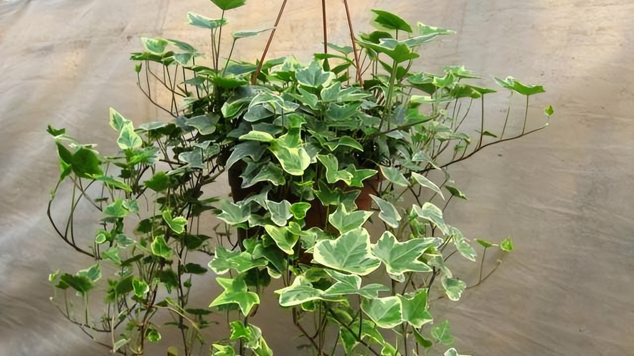 放卧室促进睡眠的植物净化空气,哪些绿色植物可以净化室内空气