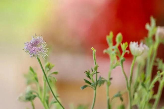 特色青团、时令鲜花...长宁盒马门店上新啦！