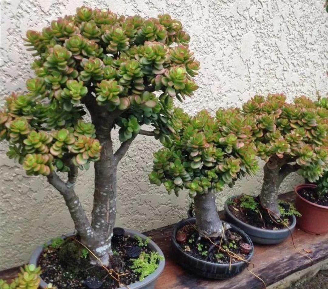 抗冻开花寓意旺家的盆栽植物花卉,旺家四季开花耐寒耐热植物