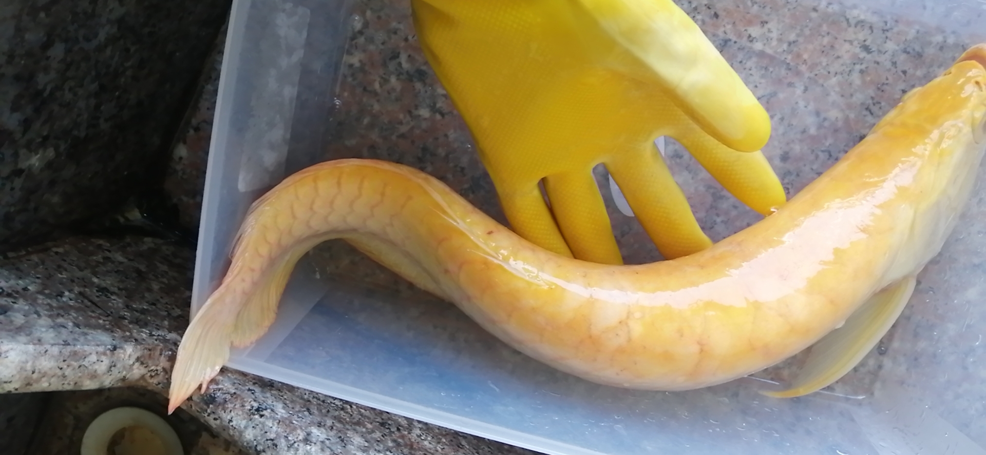 龙鱼病害防治图片,龙鱼常见疾病表现图片