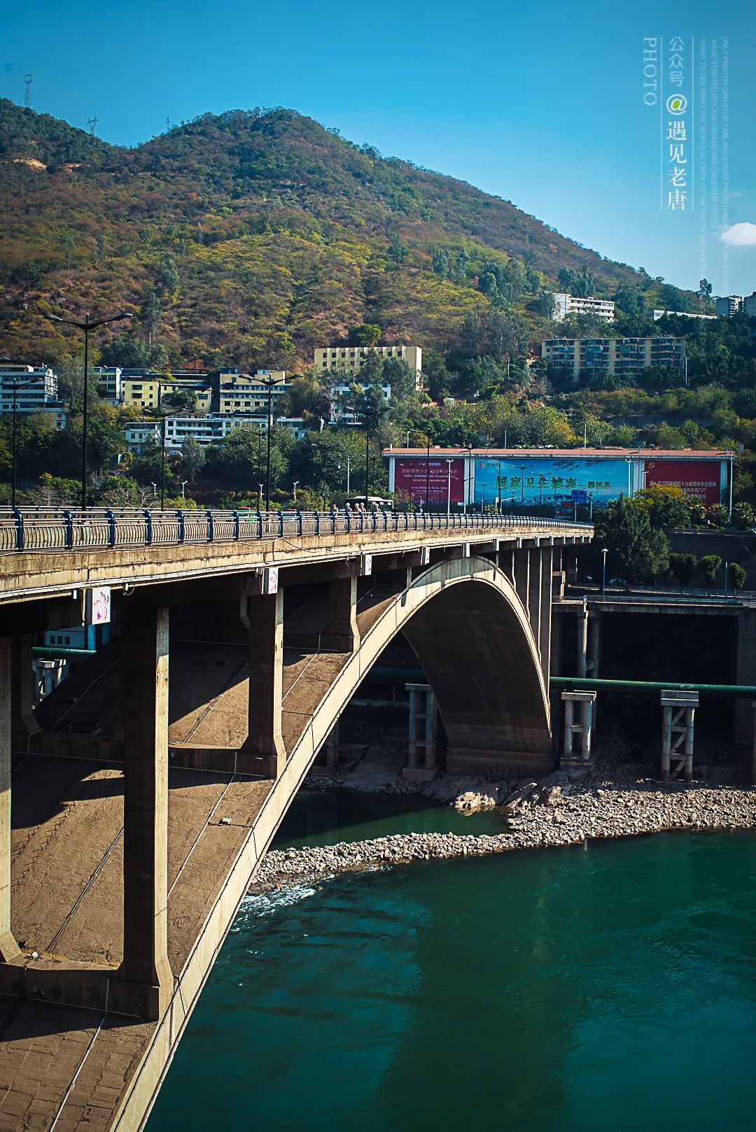 攀枝花是一种什么花,什么是攀枝花铁树