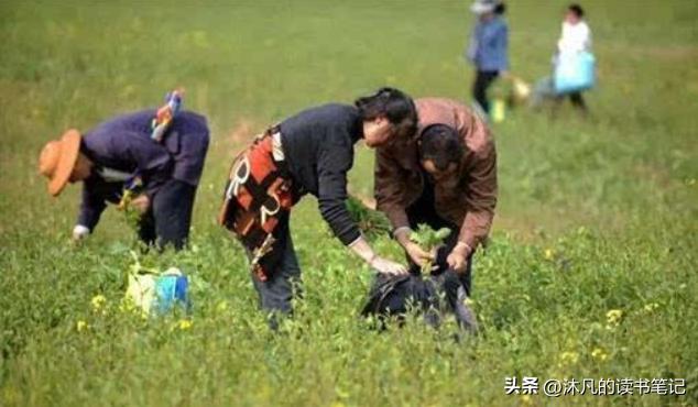 秋天郑州挖野菜的好去处,郑州挖野菜的好去处
