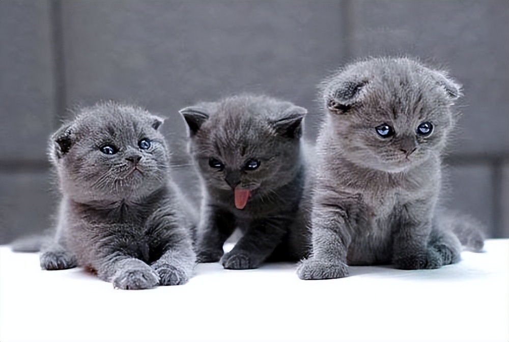 为什么蓝猫经常会被弃养,蓝猫被弃养了它知道吗