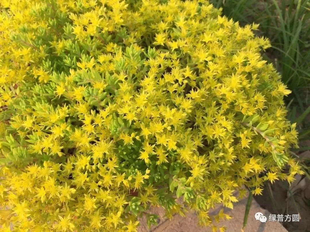 垂盆草在花境中的应用,垂盆草的功效与应用