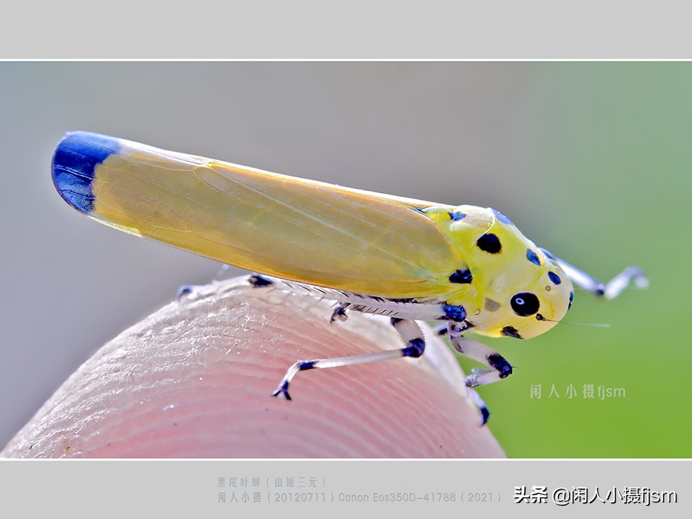 近距离拍摄昆虫小动物,常见昆虫微距摄影活动