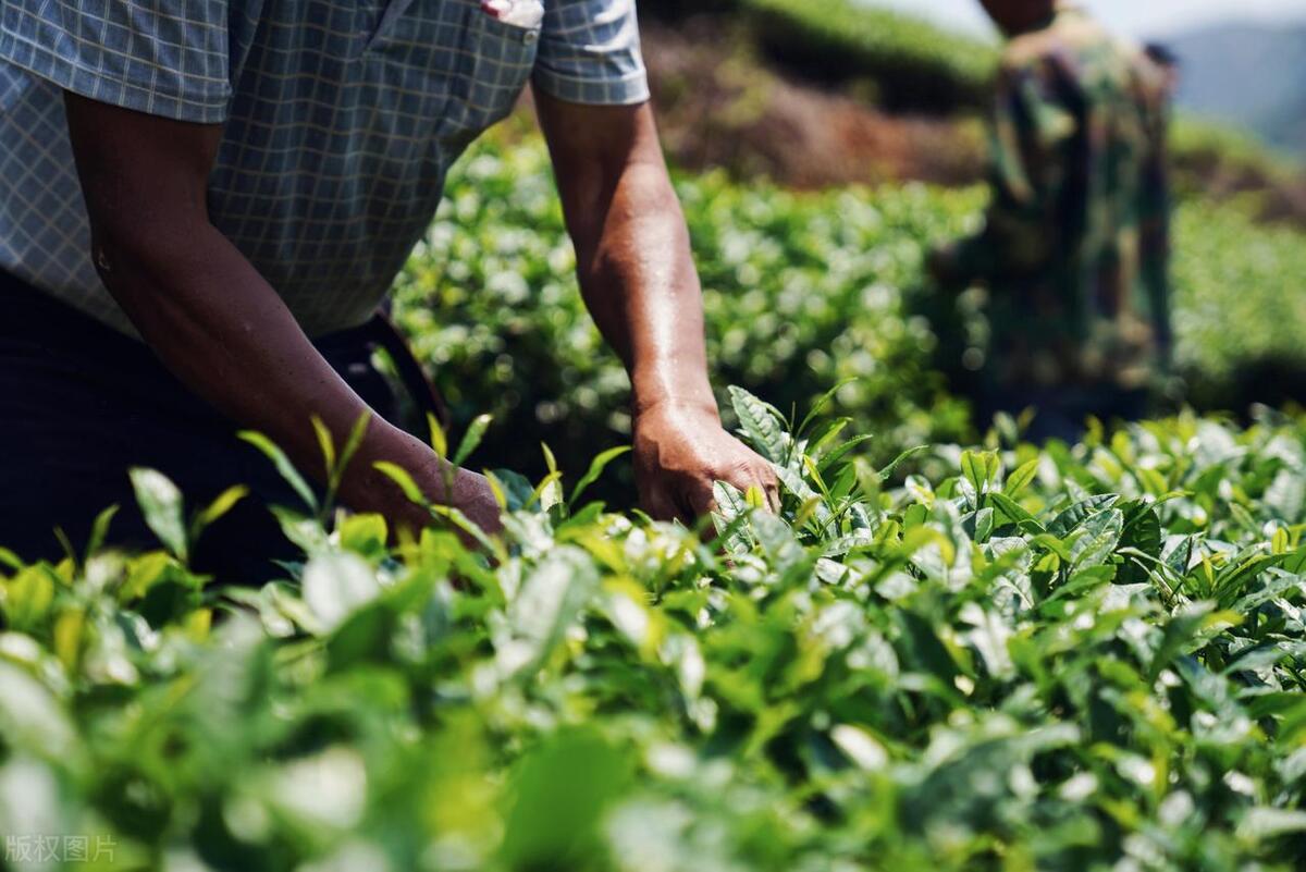 武夷山体验茶文化的地方,福建武夷山茶文化旅游景点