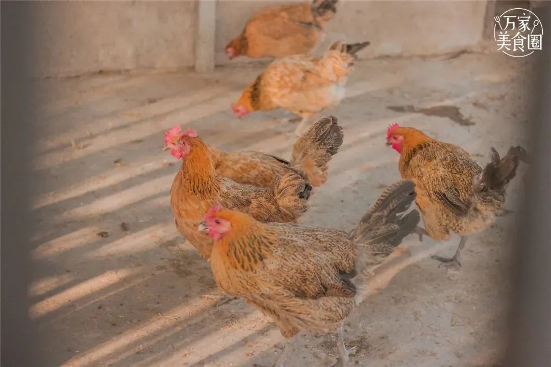 安徽风景好的农家乐有哪些,安徽皖南川藏线农家乐