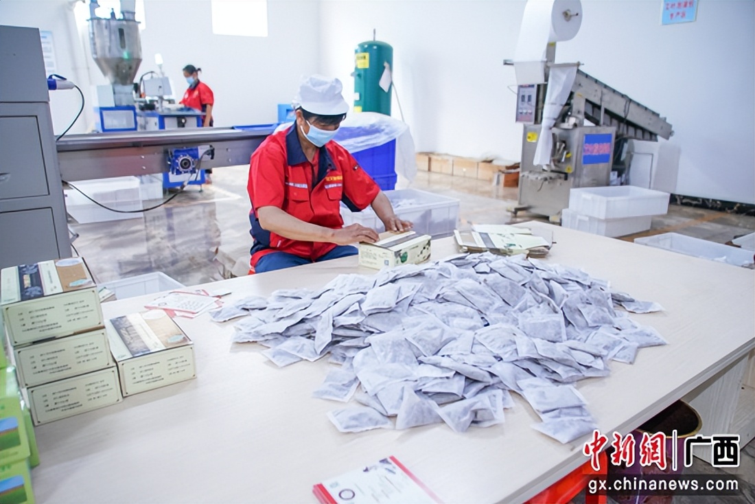 贵港港南区：推广种植“致富草”助力乡村振兴