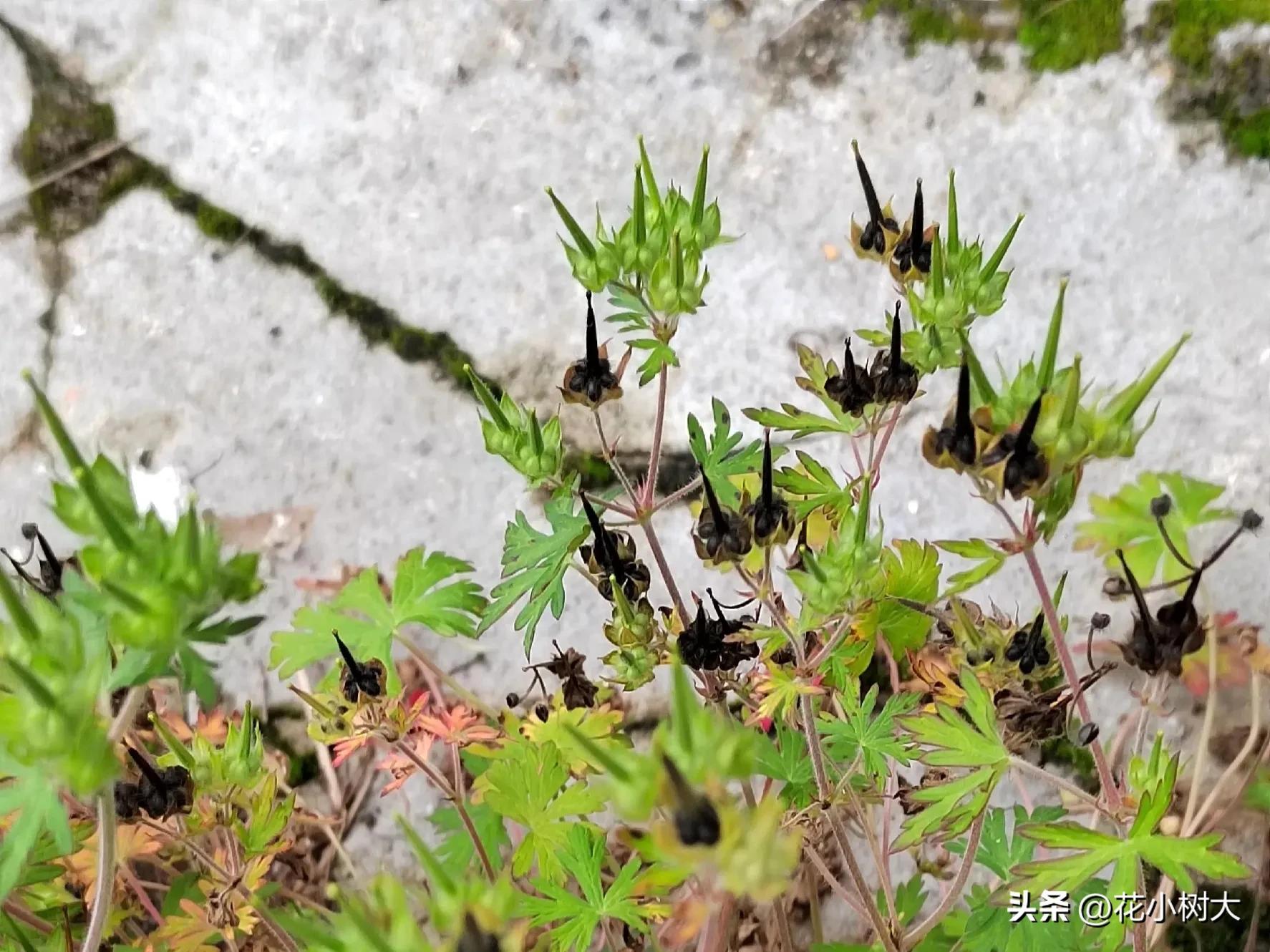 野生老鹳草苗,野生老鹳草视频