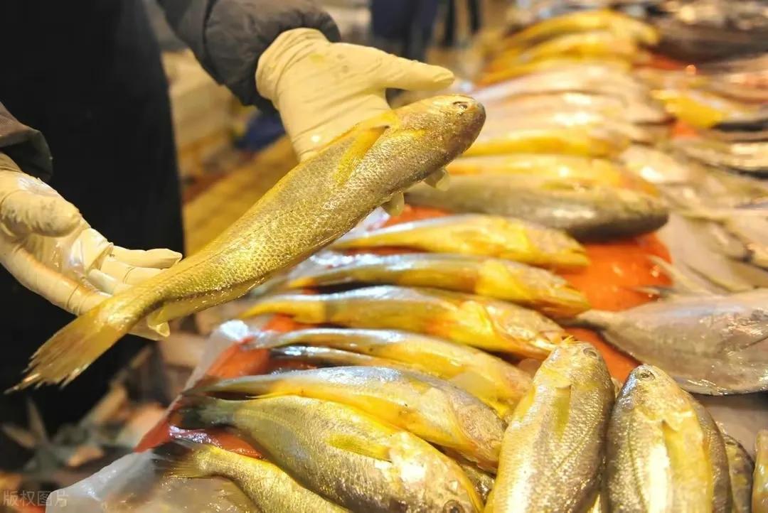 浙江渔民一网捞2000多斤黄鱼,宁波渔民捕获1500多斤野生黄鱼