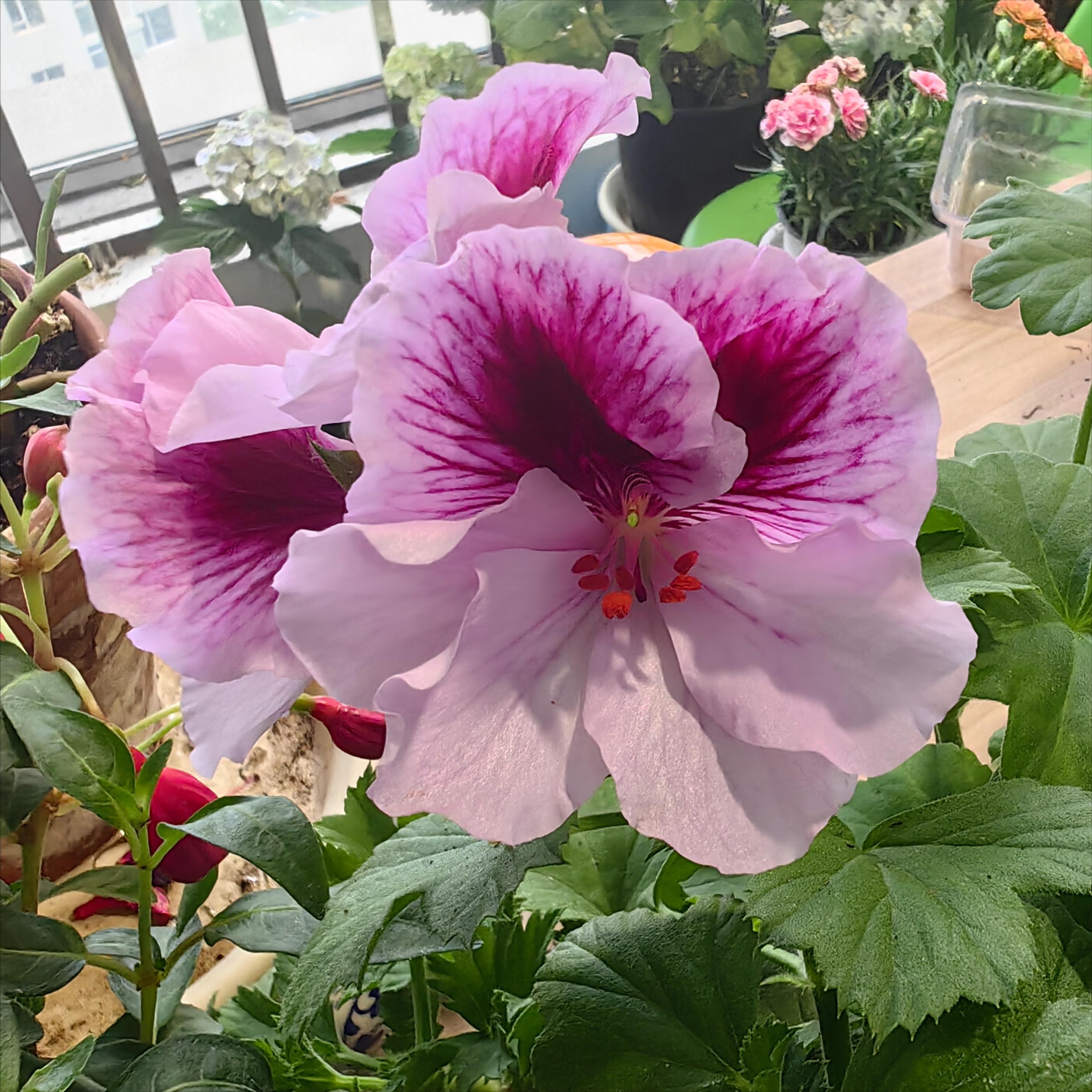 天竺葵叶子发黄原因怎样处理,天竺葵叶子发黄是什么原因引起的