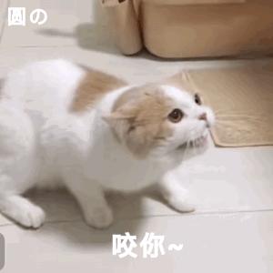 猫咪食欲不振呕吐流眼泪总睡觉,猫咪口臭流口水精神萎靡不吃不喝