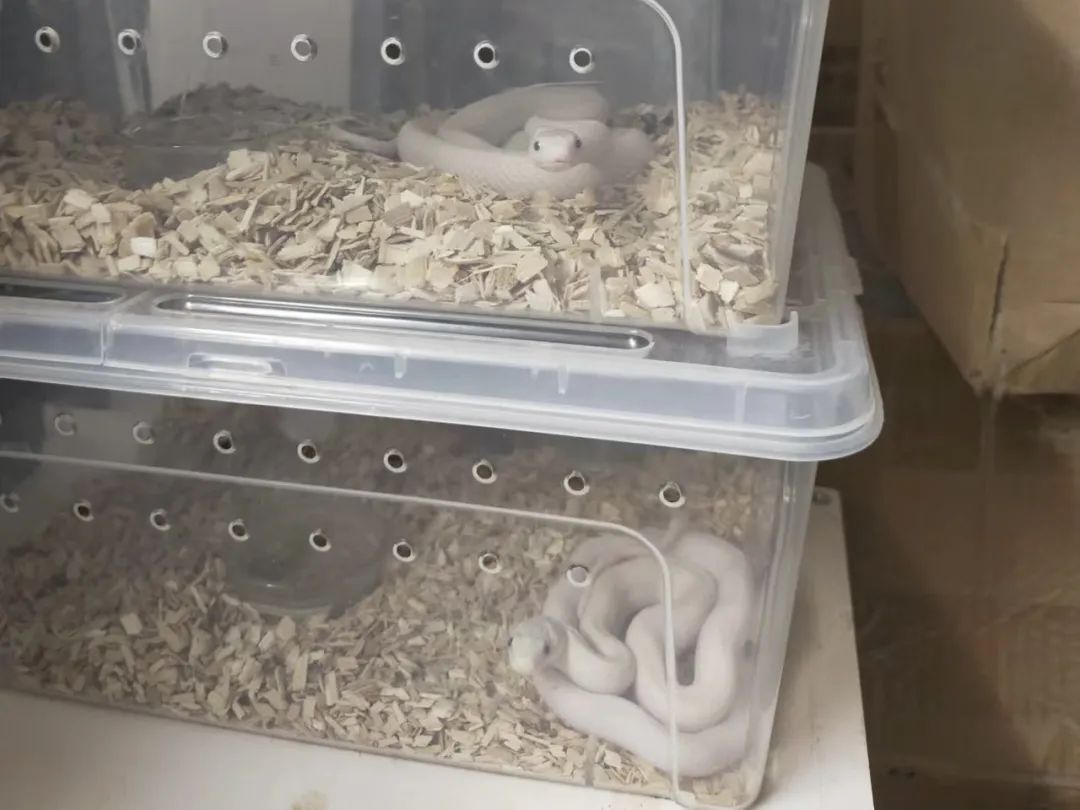 疫情与那些养爬行动物的人