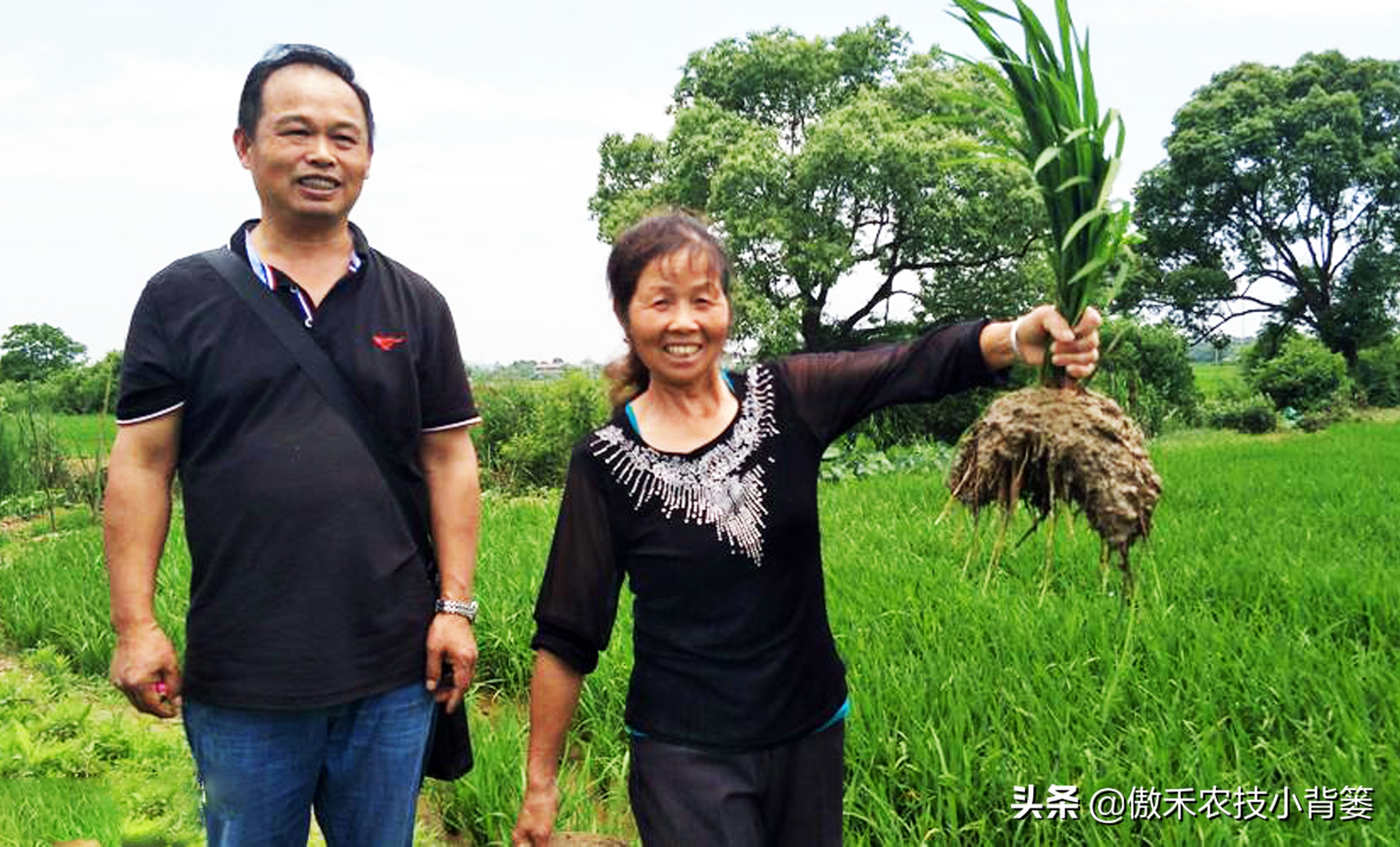 水稻田施肥有哪些方法,农村水稻施肥的方法