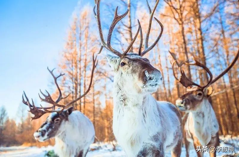 冰雪游专列,冰雪列车东北之旅