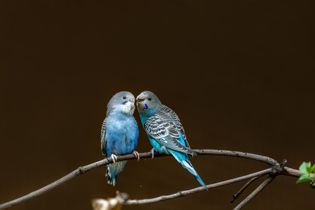 家里养什么宠物最招财聚财,家里养什么小宠物招财能带来好运