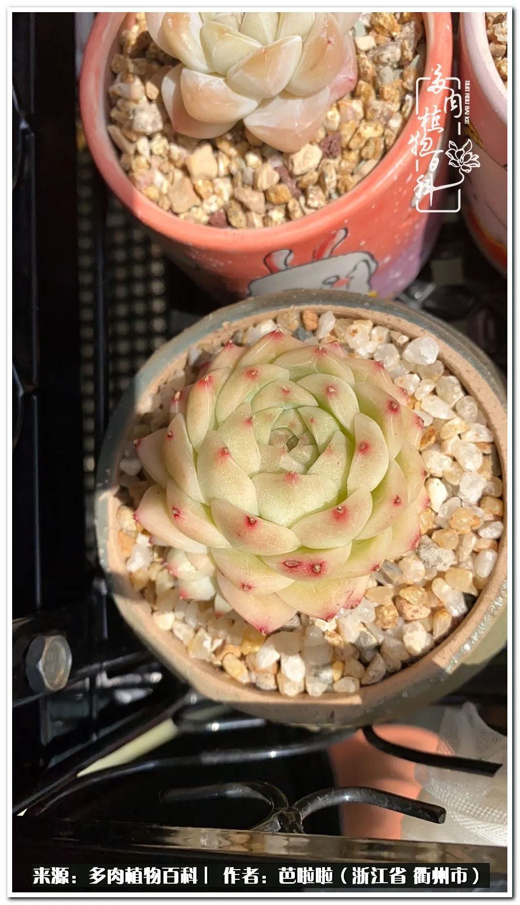 超级能治愈心情的多肉,治愈心灵的彩色植物