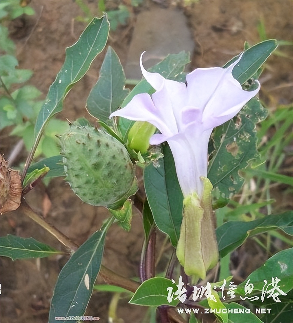 冠县常见野生保护植物,诸城野生动物排名