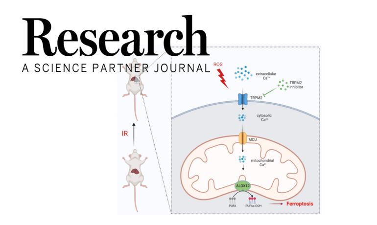 research最新研究进展,大鼠肝缺血再灌注损伤