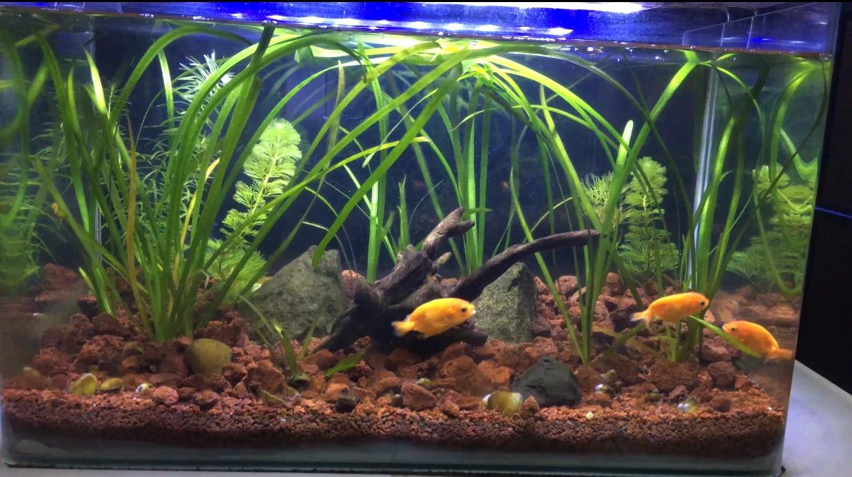 草缸水流冲击水草会长黑毛藻么,鱼缸里为什么只有水草上有黑毛藻