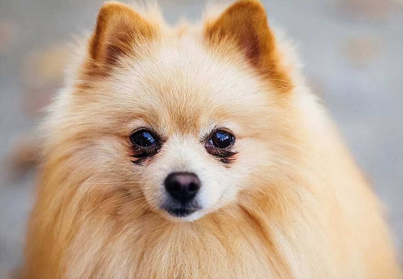 宠物狗哪种比较好养不叫,什么宠物狗最好养又听话不拆家