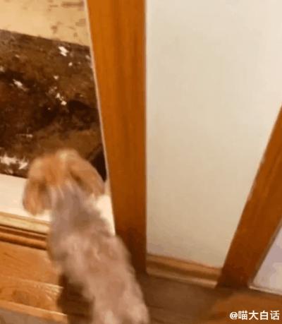 “男票打篮球裤子被队友扒了...”哈哈哈哈救命一整个社死了