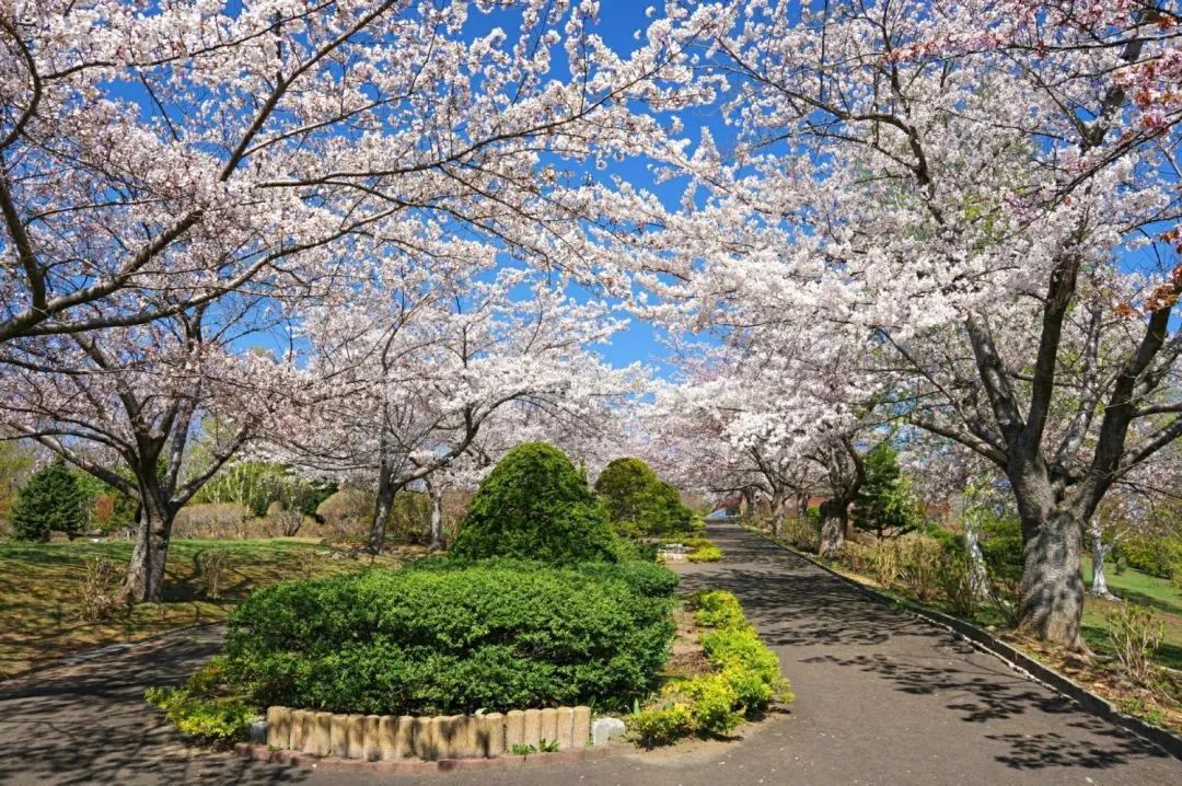 2023日本樱花什么时候开花,2023年日本樱花开放预测