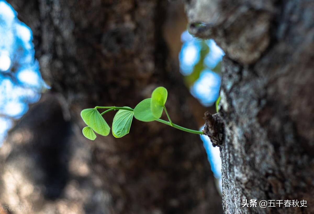 家中四大吉兆说法,吉兆都有哪些说法