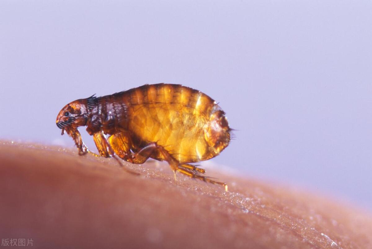 家里有跳蚤怎么快速的捕捉跳蚤,如何找到跳蚤并消灭掉