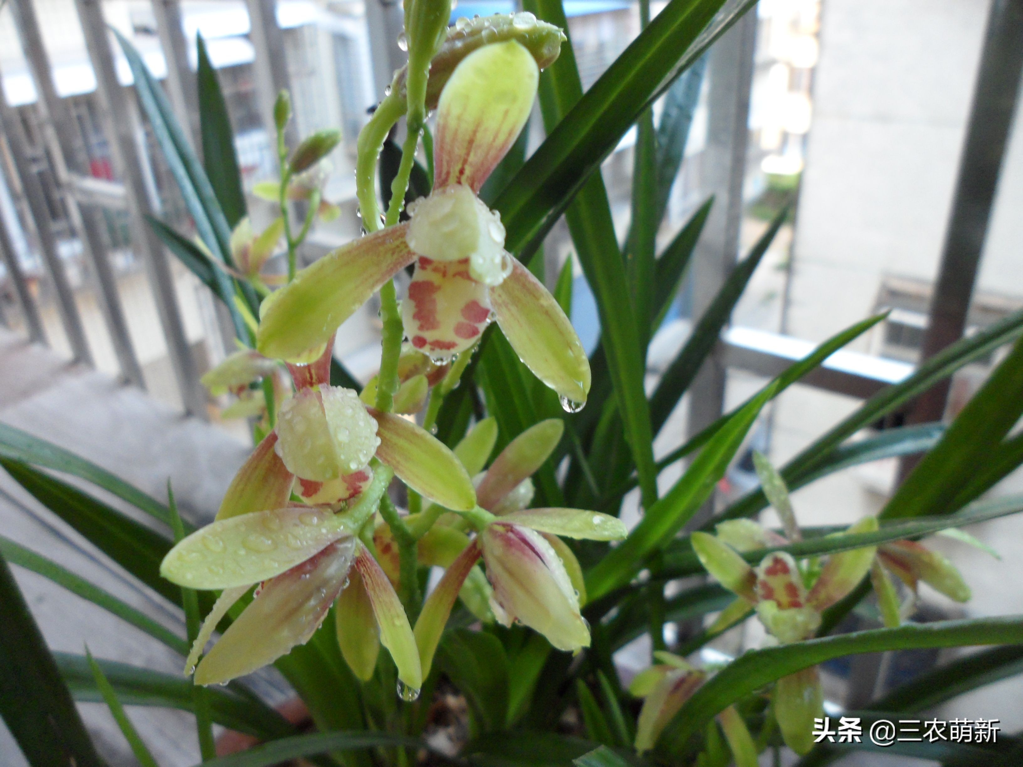 什么样的兰花好养并且花好看且香,兰花哪个品种好活好养又好看