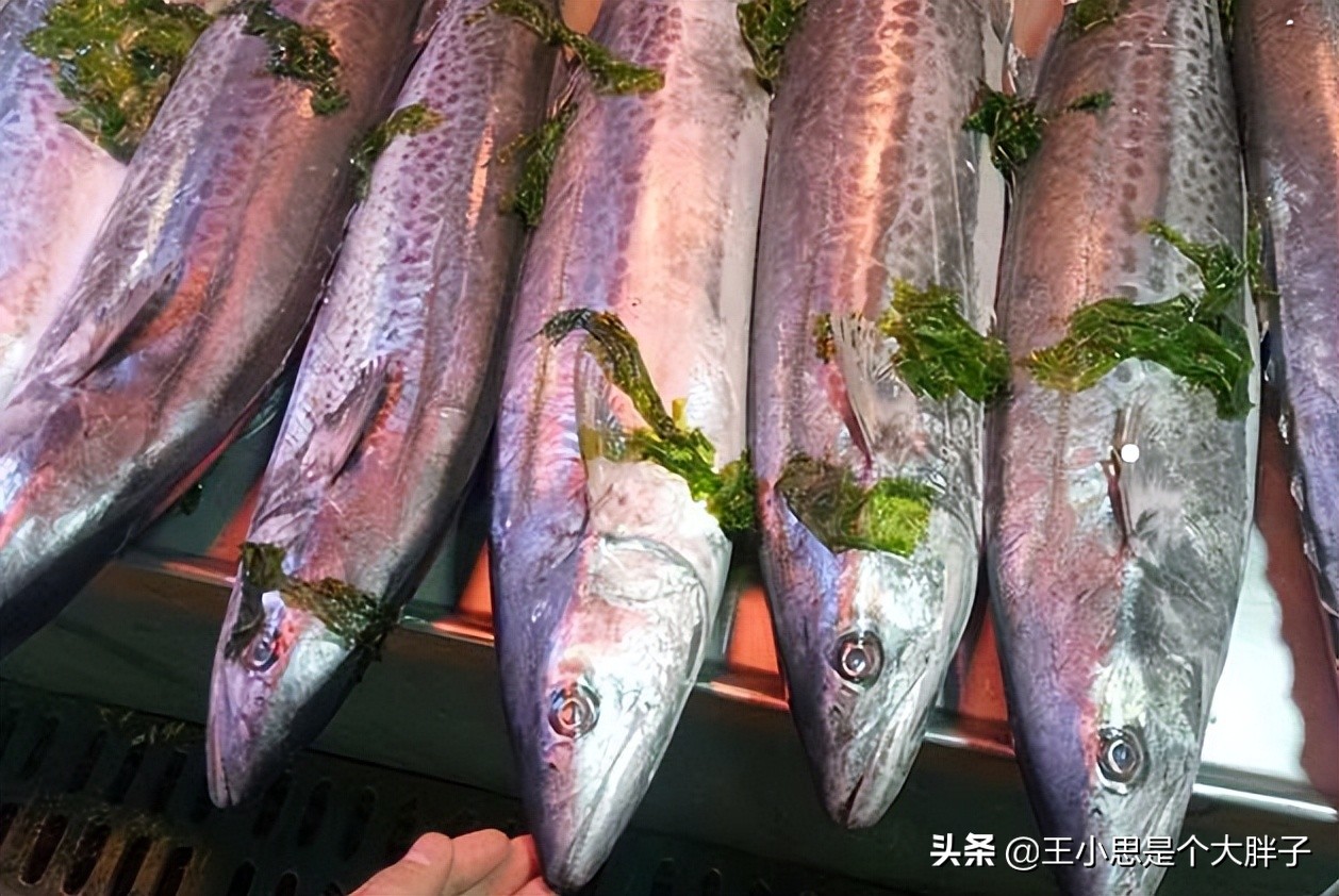 六种野生鱼不能人工养殖,市场上这6种鱼放心购买
