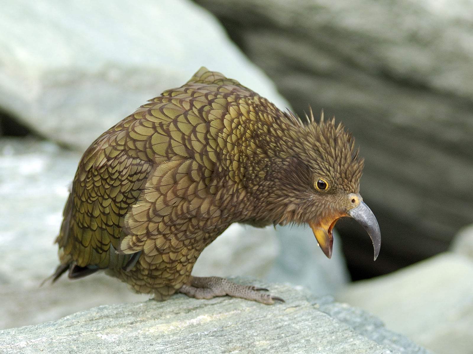 啄羊鹦鹉为什么不讨人喜欢,啄羊鹦鹉简介