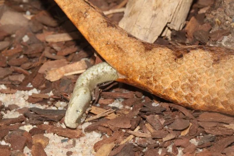 「原来欧洲有这么多种蛇？！」偷师卡塞尔的豢龙大师·下