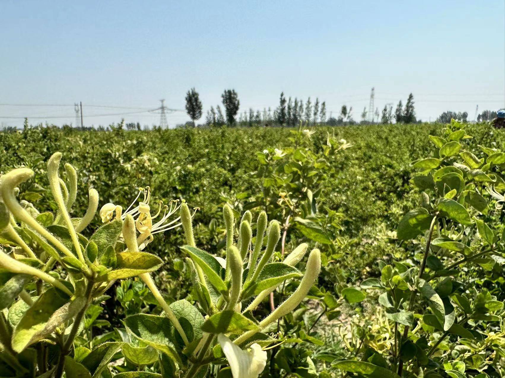 金银花种植奔小康,金银花开成乡村振兴致富花