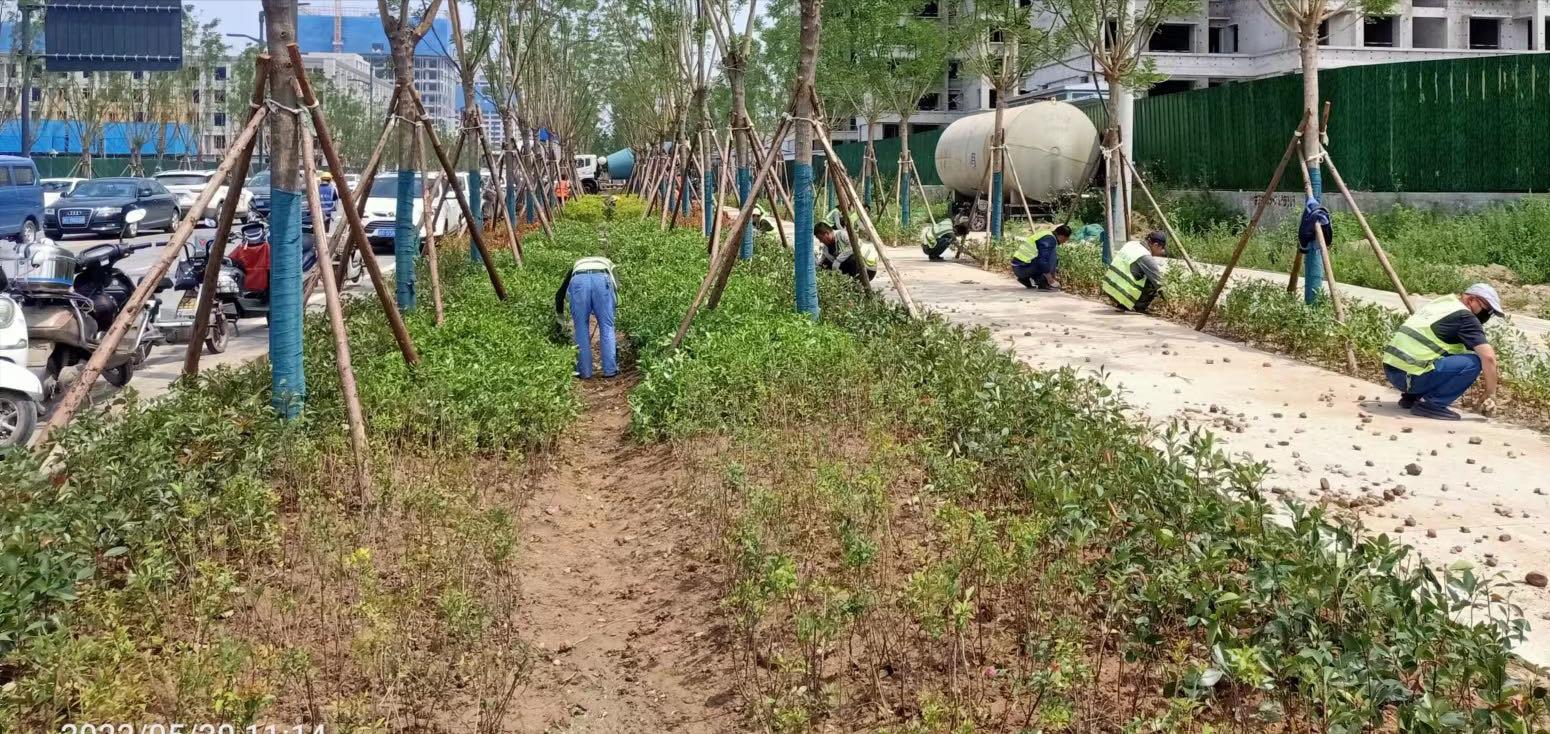 拍摄沣西新城渭河景观绿化,新城区园林绿化水平