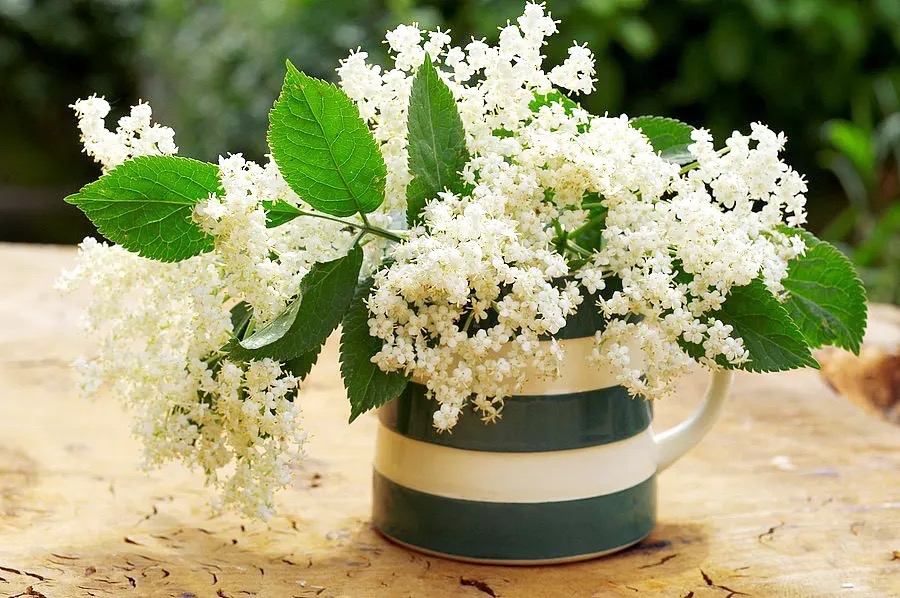 怀孕后卧室里不可以养绿植,哪些花草孕妇不能养在家里面