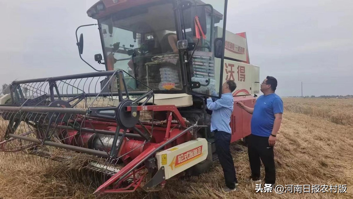 驻村书记助力麦收,社旗县委扶贫工作者