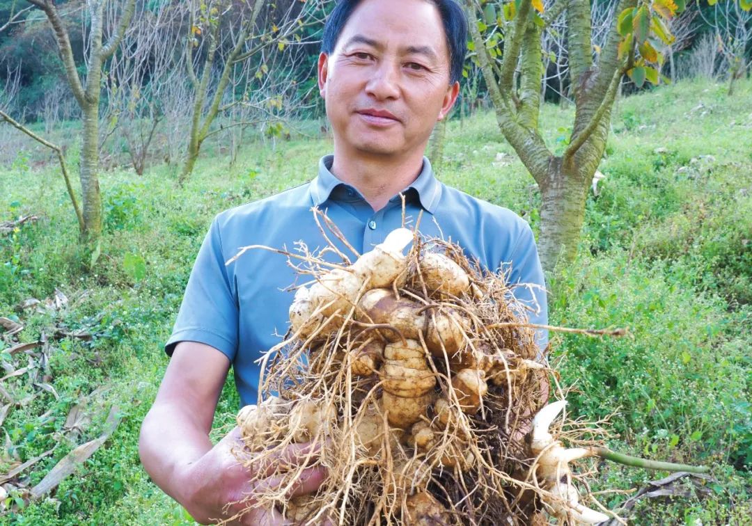 今年冬天的第一顿养生局安排！个旧的它“出土”啦！