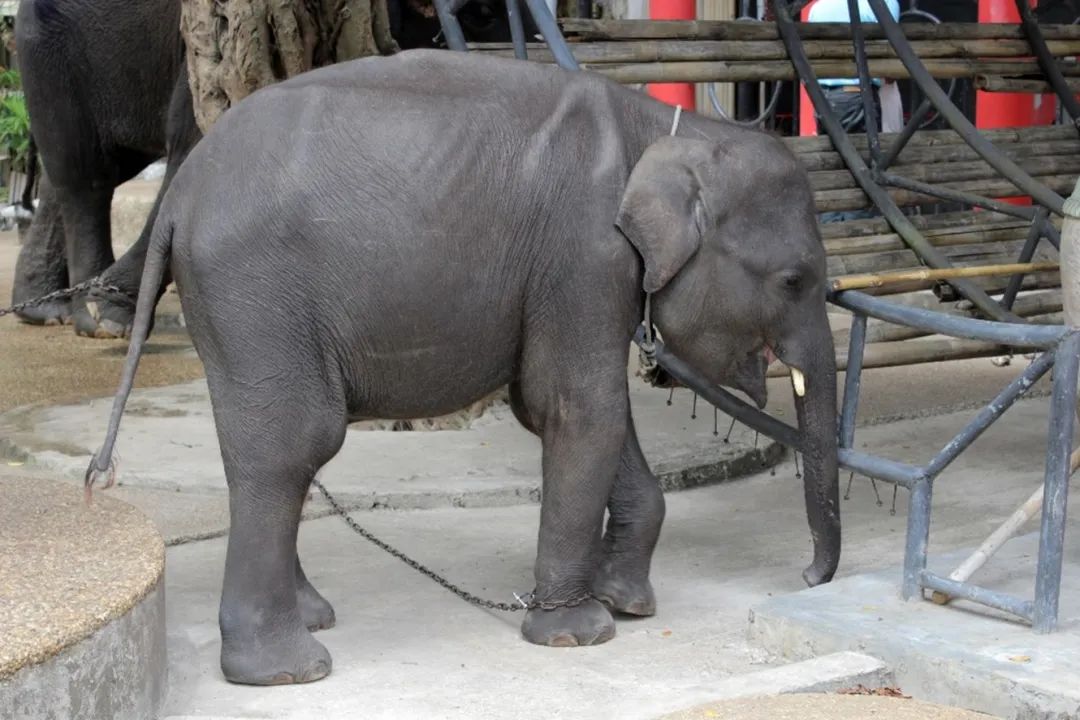 泰国旅游攻略普吉岛大象,泰国大象节旅游攻略