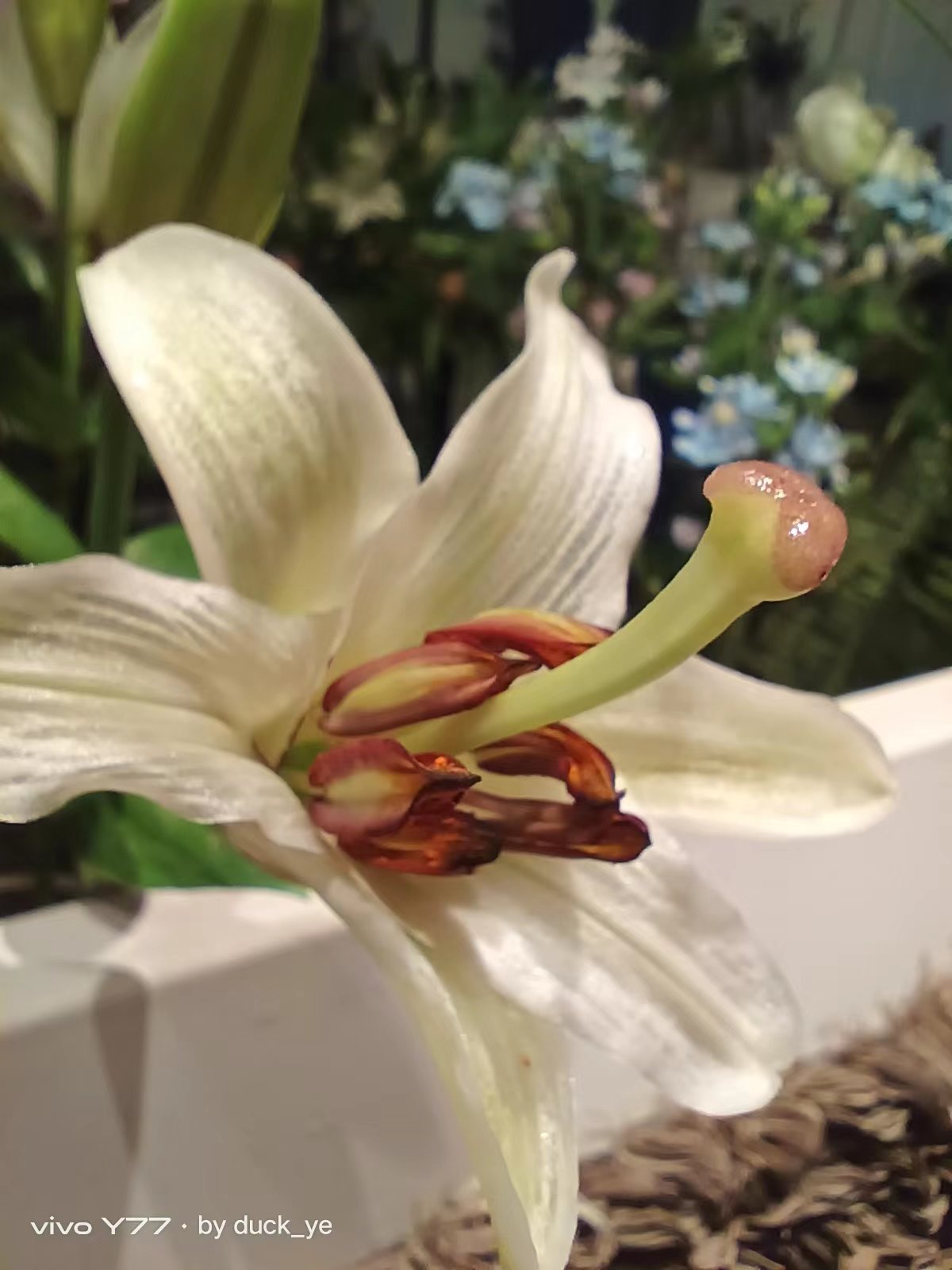 千元机vivoy97,vivo新款千元旗舰机y78