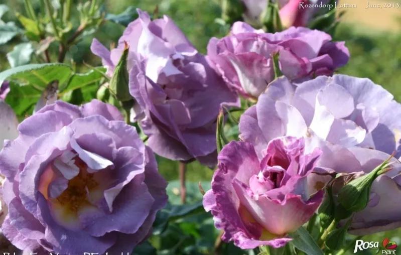 蓝色梦想树月季,蓝色梦想与什么蓝月季一样