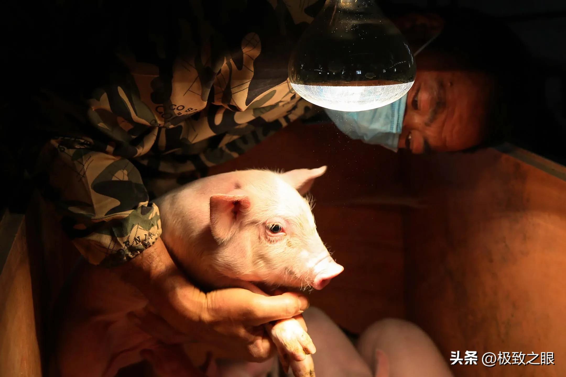 赌猪——暴涨暴跌，中国6亿头猪的造富游戏