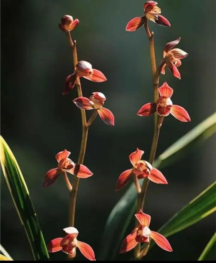 大红袍兰花是什么品种,兰花的品种什么最好