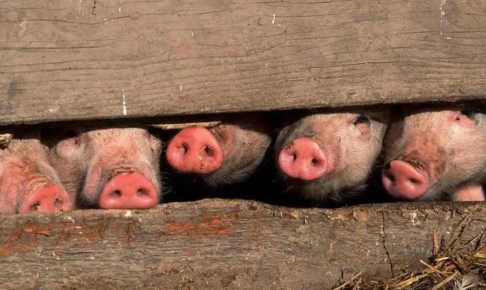 2008北京奥运会开幕谁受伤了,2008奥运年发生了什么