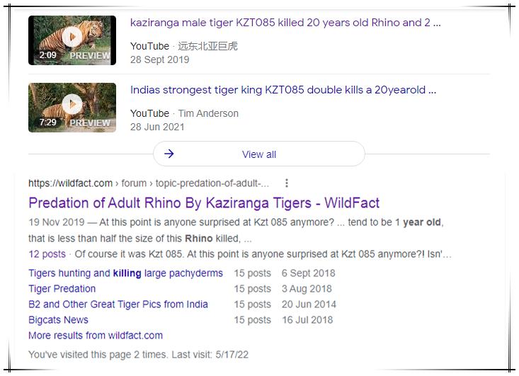 猫科战斗力分析,猫科打不过熊科