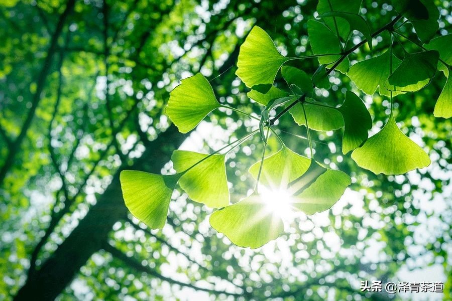 端午节如何吃粽子喝茶更健康,端午节吃粽子搭配茶解腻更健康