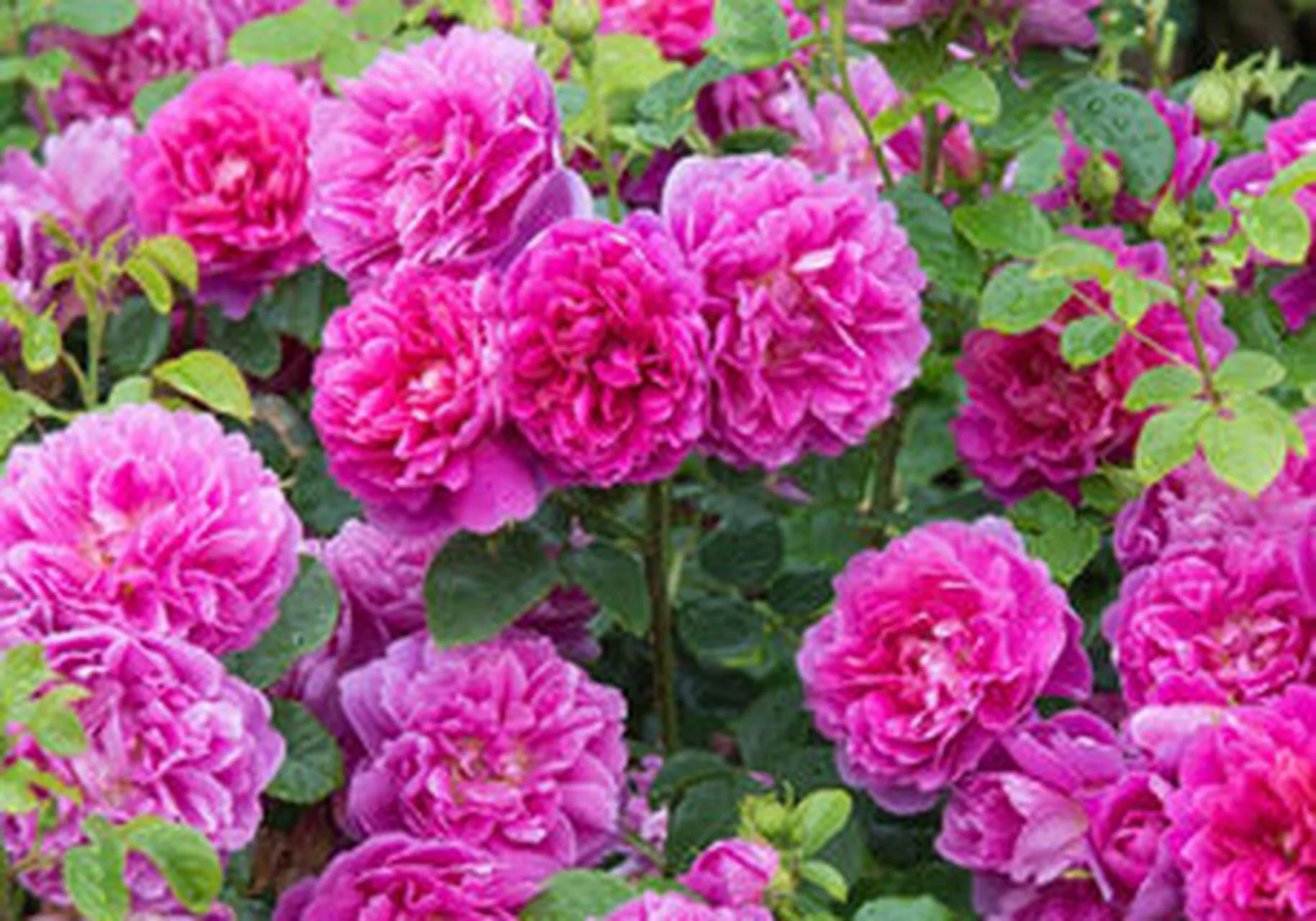 雅致公主月季,美人丽芙法式优雅月季