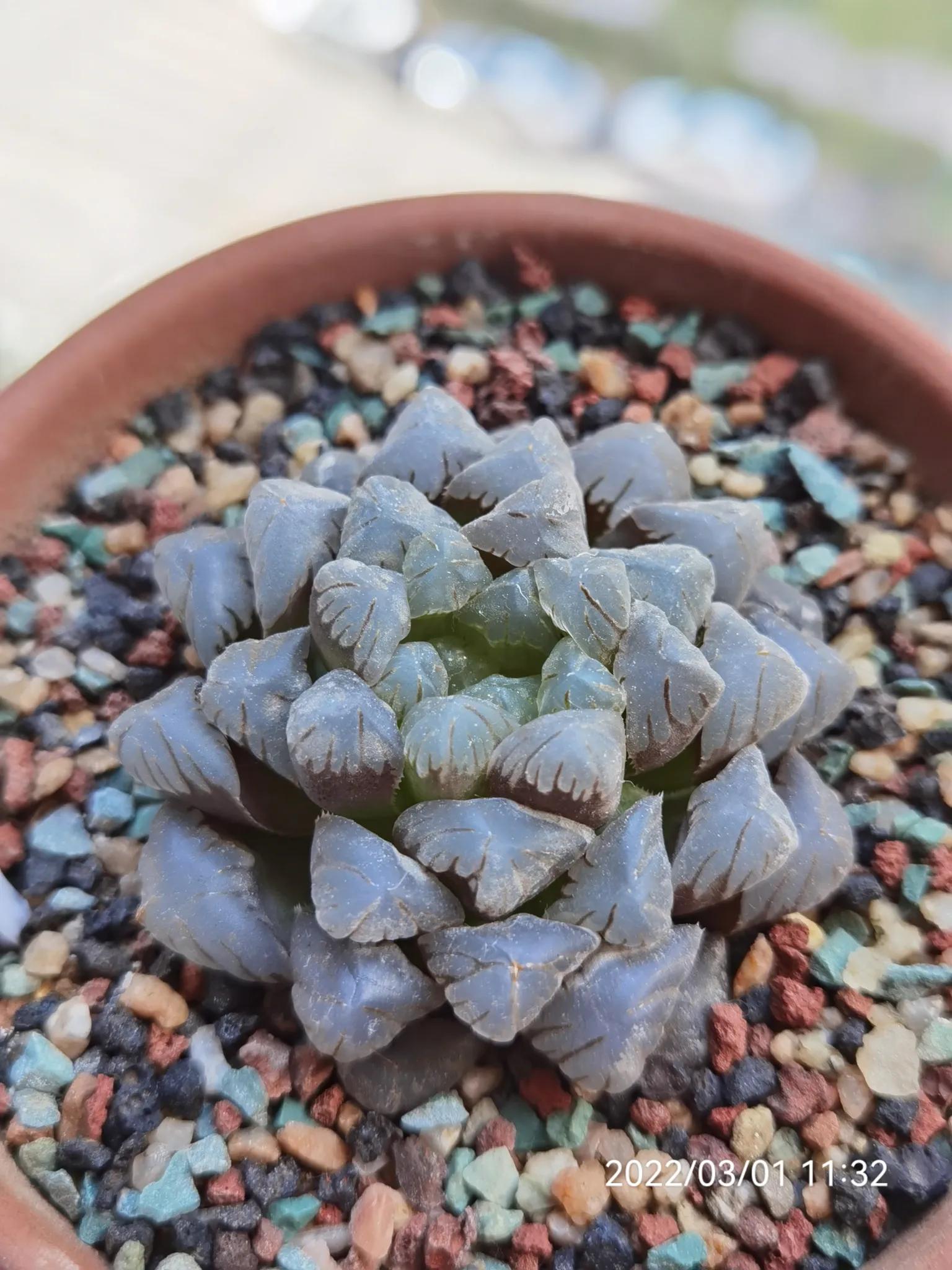 玉露种子怎么种,从种子开始种玉露