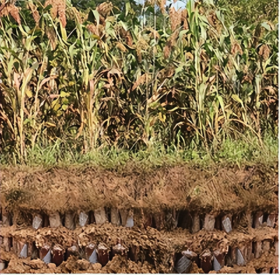 老酒赖茅97香港回归纪念酒1000ml,1997回归的赖茅酒是不是真的